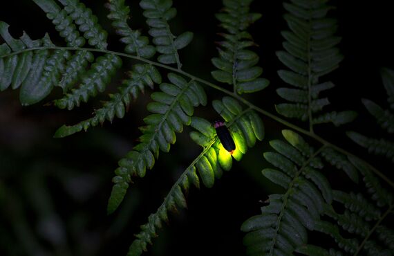 通常のご供養のほか期間限定でホタル一般公開の催しも継続しております | 大田区の歴史あるお寺・宗教法人善慶寺