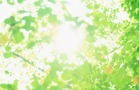 四季折々の草花の名所大田区善慶寺